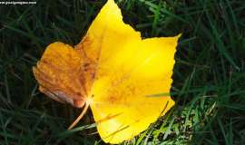 晚期肺癌迈向第5年：3位医生，3套方案，一场与时间的赛跑