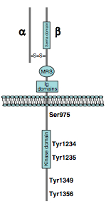 Met_Structure.jpg