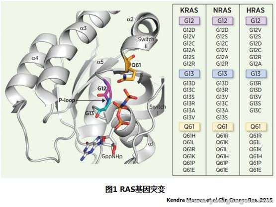 KRAS突变非小细胞1.jpg